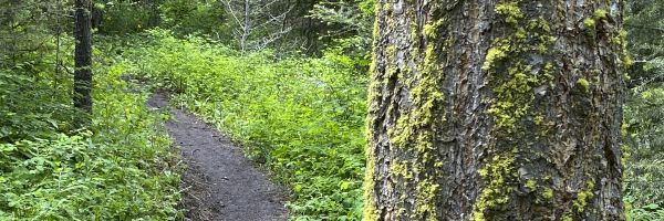 a trail through the woods with a lichen covered tree in the foreground
