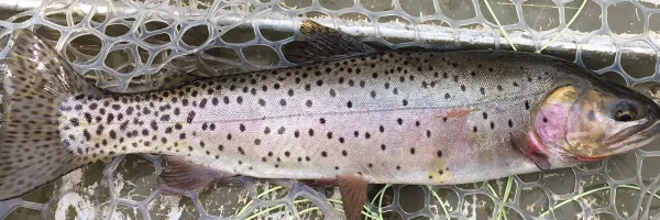 A spotted cutthroat trout lying in a net with its full body visible from head to tail.