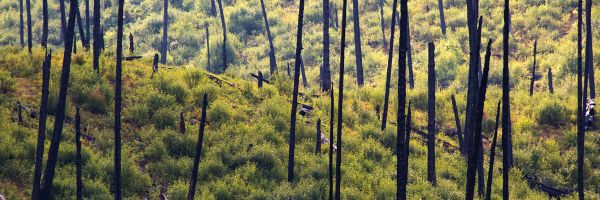 hillside with tree trunks burned in a forest fire and many small bushes and other plants growing in their place