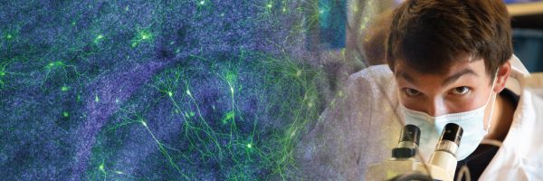 masked person looking into a microscope with an illustration of neurons on the left 
