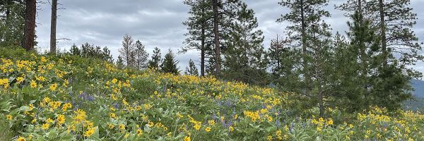 hill covered in yellow wildflowers with conifer trees