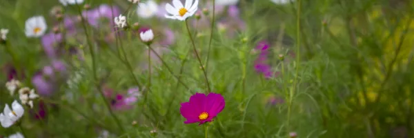 Flowers offer some vibrant color on the �Թ��� campus.