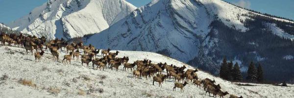 large herd of elk on a snowy hill with large snowy mountains in the background
