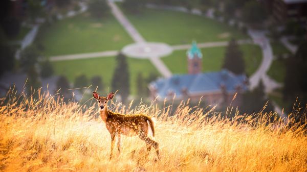 Fawn on grass hill overlooking the oval at UM