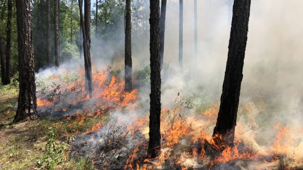 Prescribed Fire