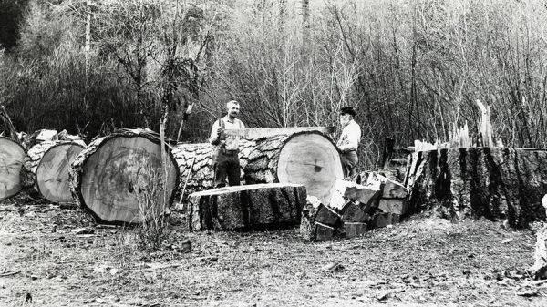 Men sawing logs
