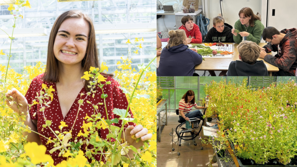 A series of images depicting Natalie. At left, she stands amongst tall yellow flowers. Top right, she helps students in the MT AIMS program. Bottom right, she sits among yellow flowers, measuring their characteristics.