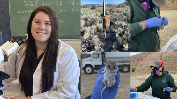 Left, Nelle sits in front of a microscope and smiles at the camera. Middle top, a chipmunk clings to a metal pole. Middle bottom, a field mouse is being held in a gloved hand. Right top, Nelle tags a field mouse. Right bottom, Nelle takes a small sample from a field mouse. 