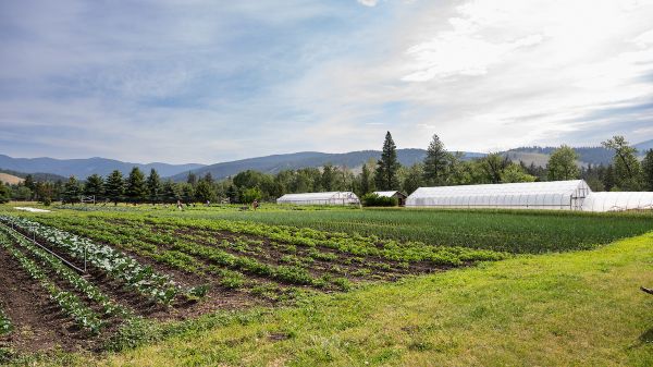 PEAS Farm