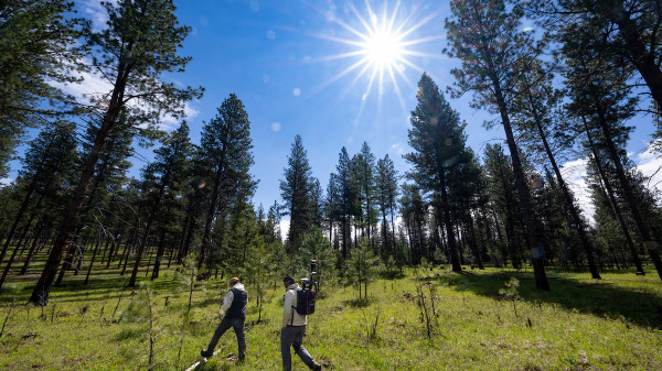 Innovators walking through the forest at Lubrecht testbed
