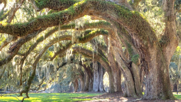 Row of Live Oak Trees
