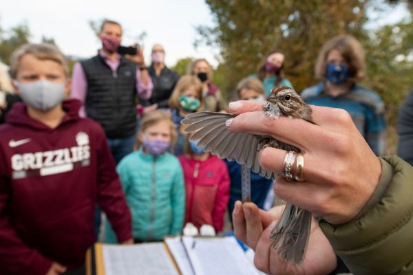 A biologist holds the wing of a Song Sparrow open for a visiting group from the ؿ to see