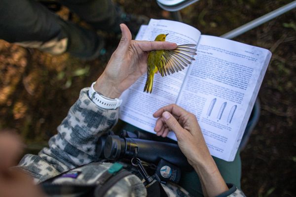 A researcher holds the wing open of a Yellow Warbler and compares it to a figure in a book.