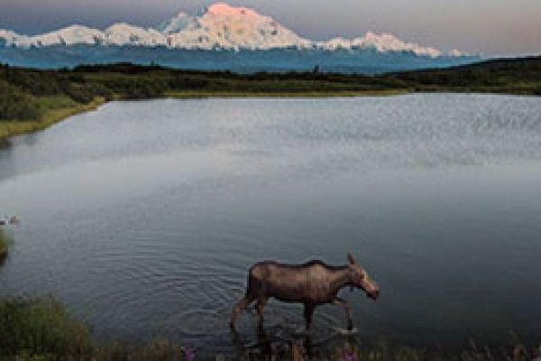 moose walking through a marshy lake with a large mountain in the background