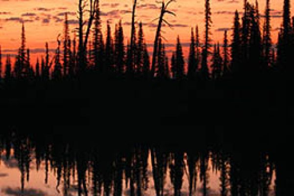 pine trees reflected in a lake at sunset