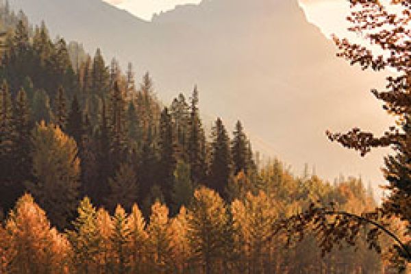 mountains and pine trees in the setting sun