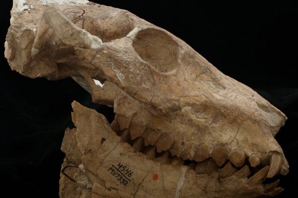 T-Rex skull fossil