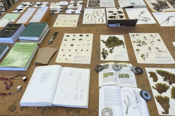 herbarium specimens on a table