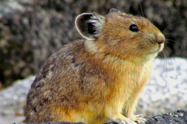 Pika on rocks