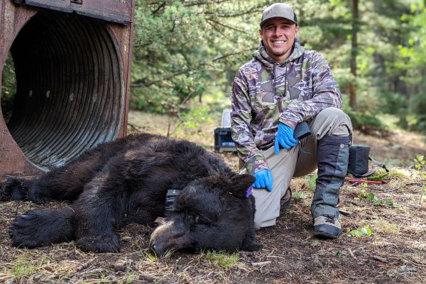 Colton Padilla crouched down next to a tranquilized collared bear