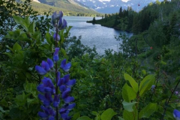 lake seen from between wildflowers
