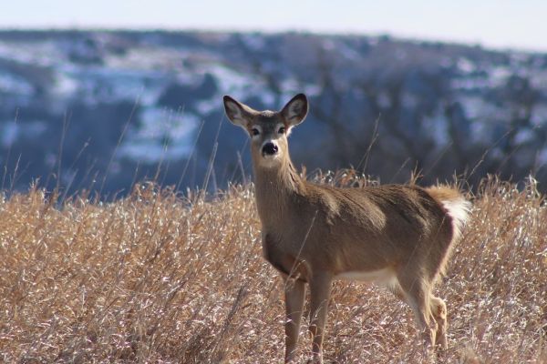 deer standing in dry grass field