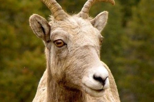 bighorn ewe