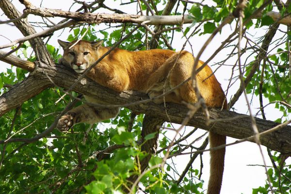 cougar laying on a tree limb looking at the camera