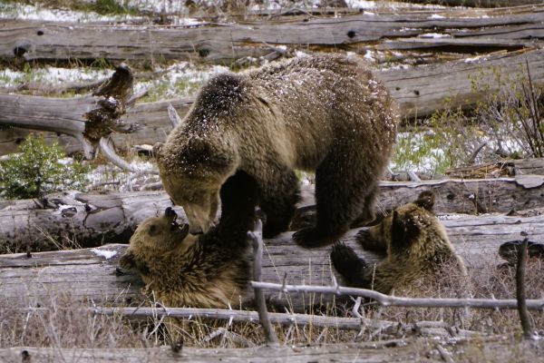 grizzly bear and cubs