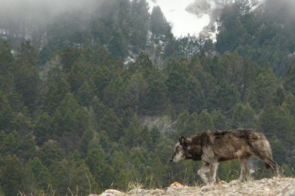 Wolf walking