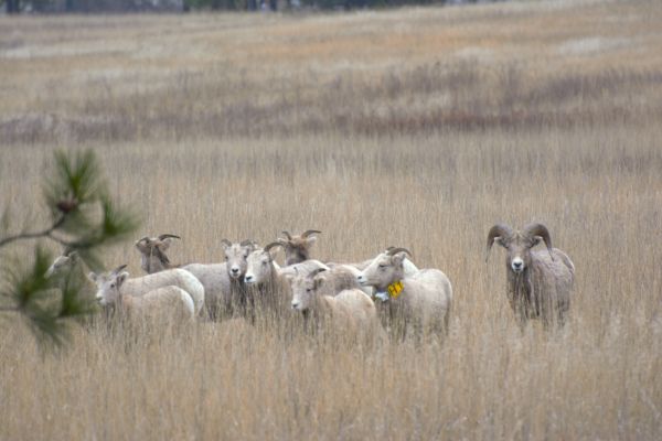 ram chewing grass