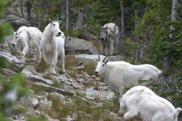 group of mountain goats