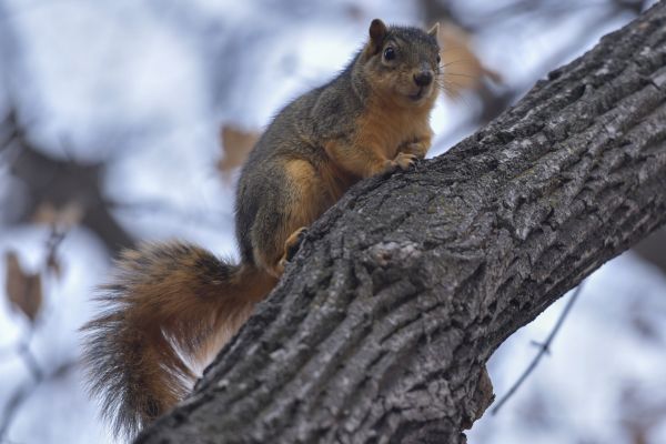 a squirrel