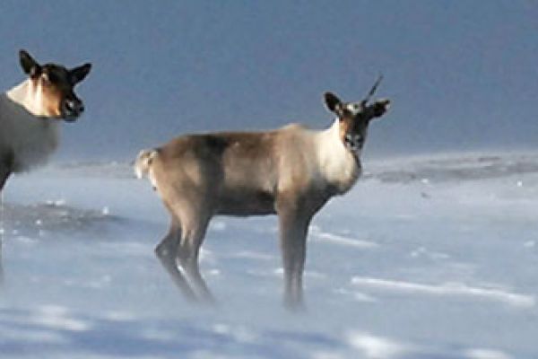 Caribou in a snowy landscape