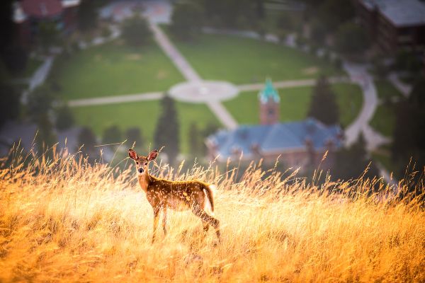 Fawn on top of mount sentinel with UM campus in background