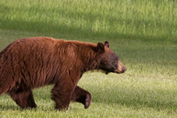 bear walking through a grassy field