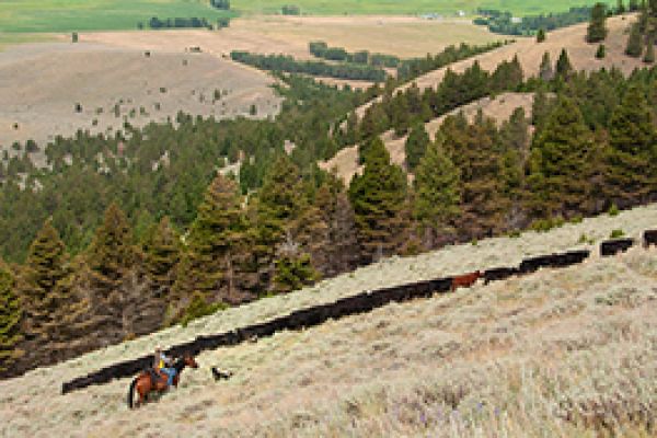farmer herding animals with dogs on a hill