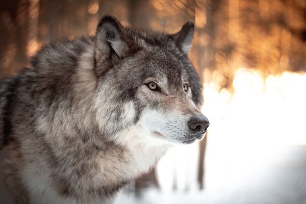 profile of a wolf's head in a snowy scene