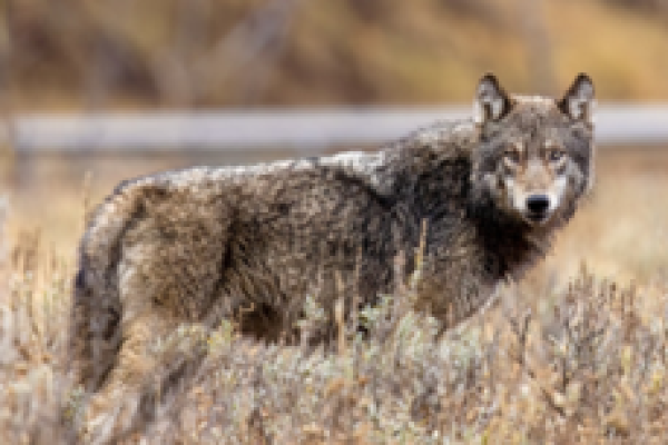 Wolf standing in the grass looking at camera