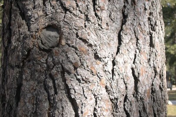 Tree image for Gerard Cornelissen