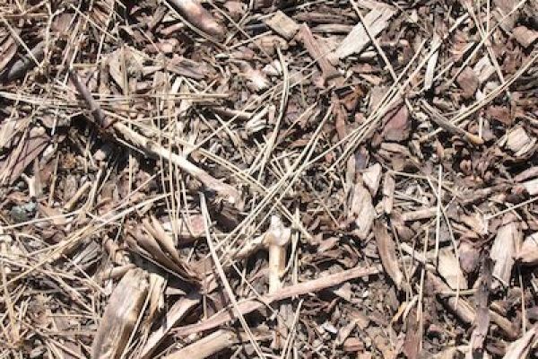 Tree image for Einer Strandskov