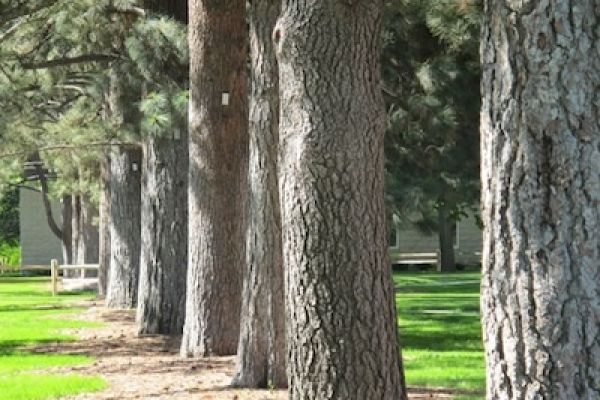 Tree image for George Nichols   