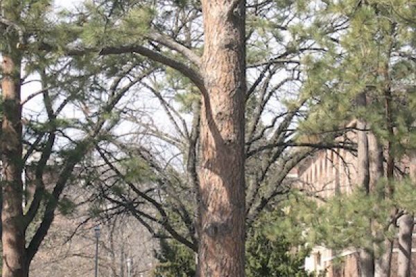 Tree image for Roy Reynolds 