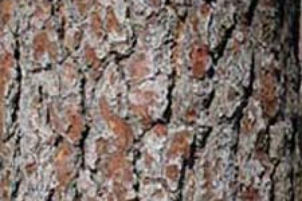 Tree image for David Whitmore