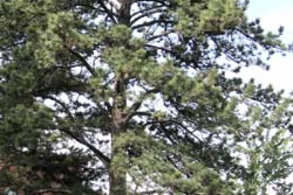 Tree image for George Bonewitz