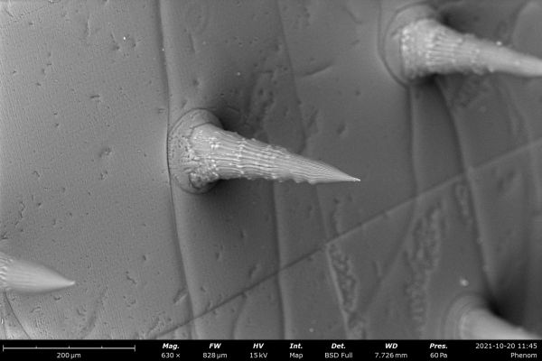 Silk Fibroin Microneedles