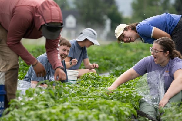 UM students tending crops at the PEAS farm