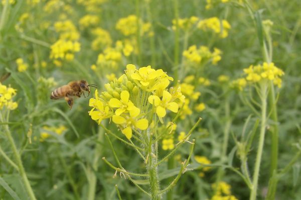 Bee in yellow flower field 