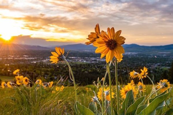 Photograph of flowers in the spring