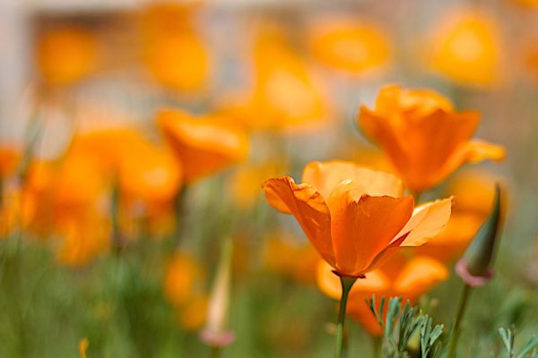 Orange flowers in a field